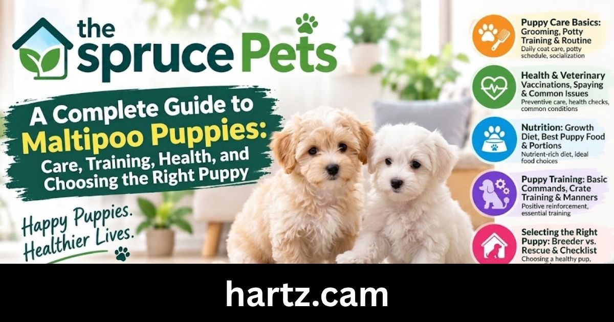 maltipoo puppies