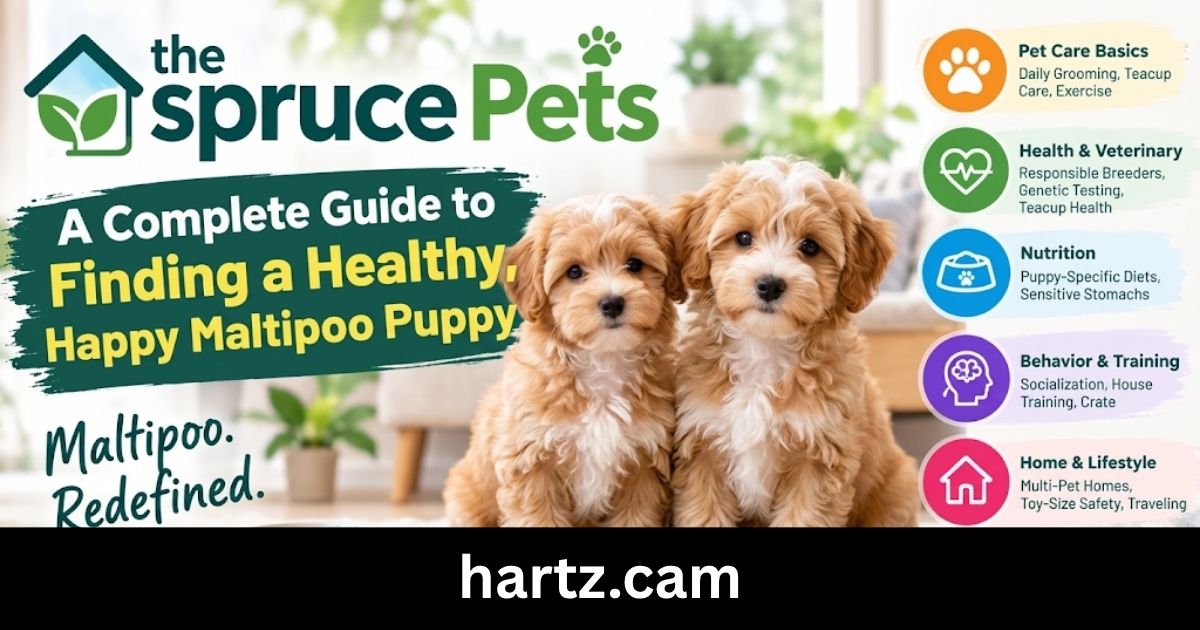 maltipoo for sale